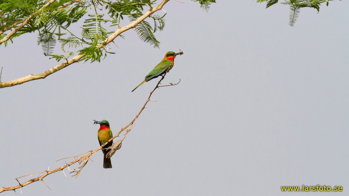 Red-throated Bee-eater - ML205917881