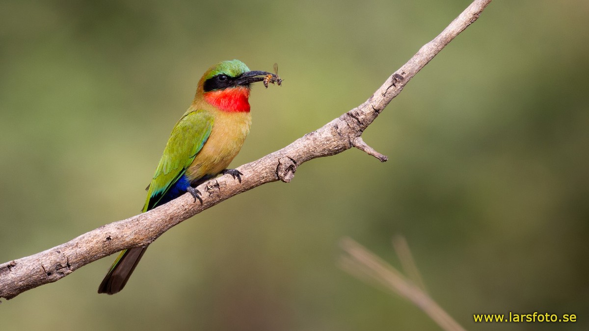 Red-throated Bee-eater - Lars Petersson | My World of Bird Photography