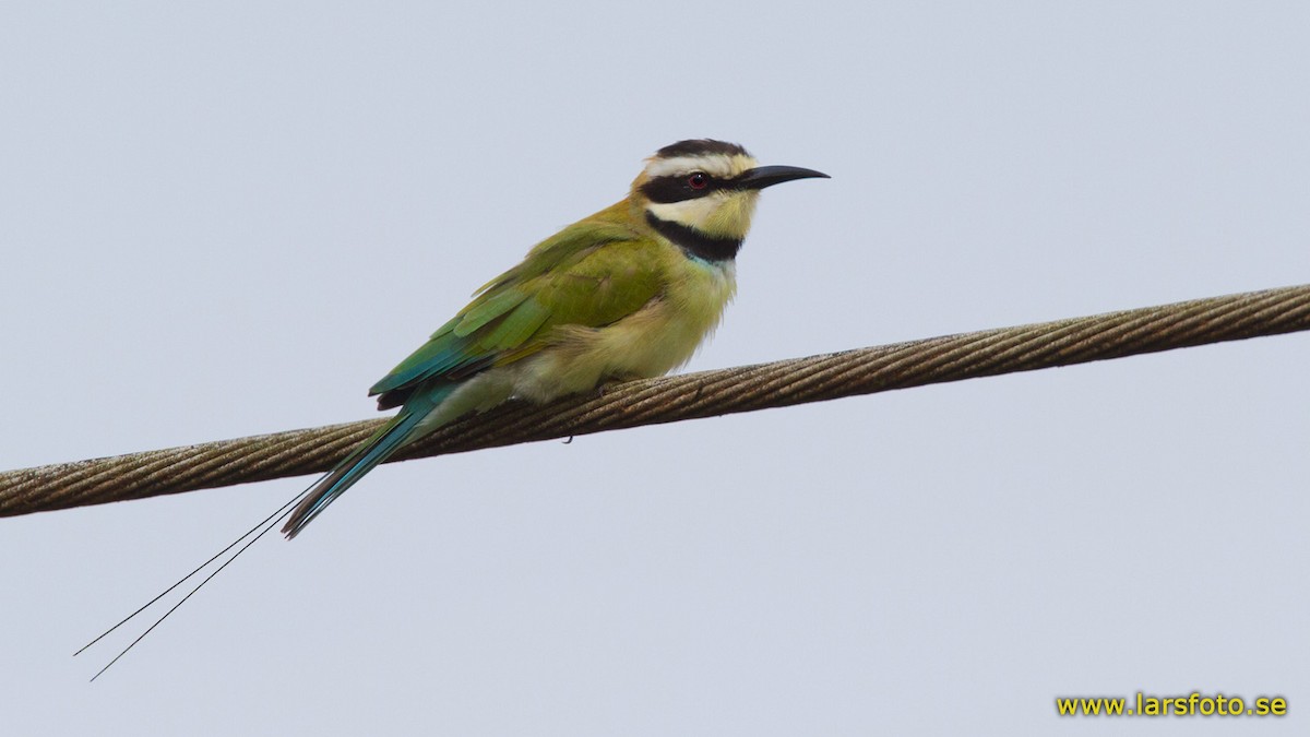 White-throated Bee-eater - Lars Petersson | My World of Bird Photography