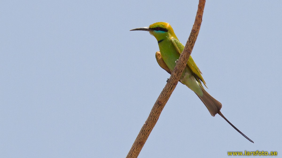 African Green Bee-eater - ML205917921