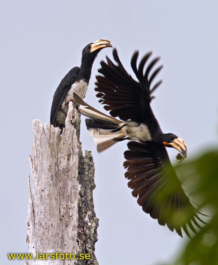 West African Pied Hornbill - Lars Petersson | My World of Bird Photography