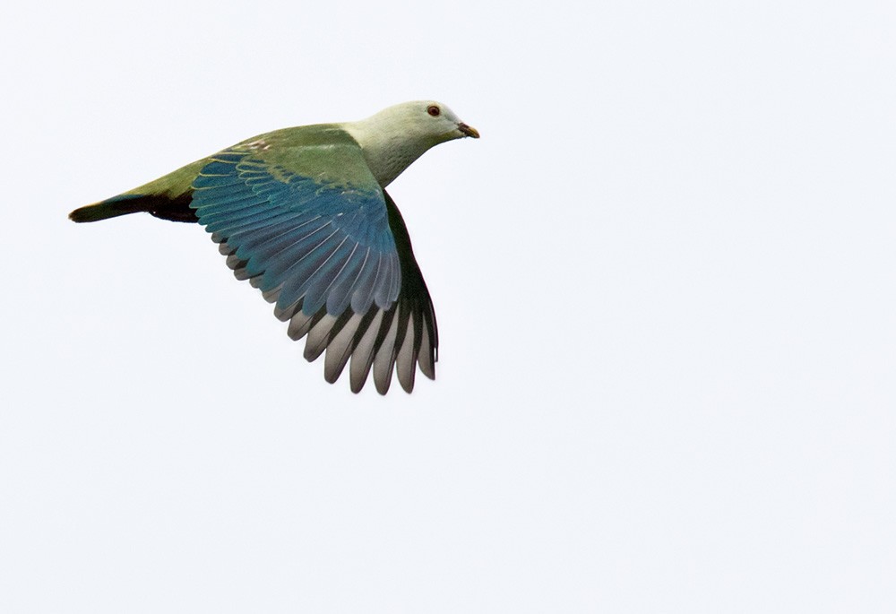 Silver-capped Fruit-Dove - ML205918021