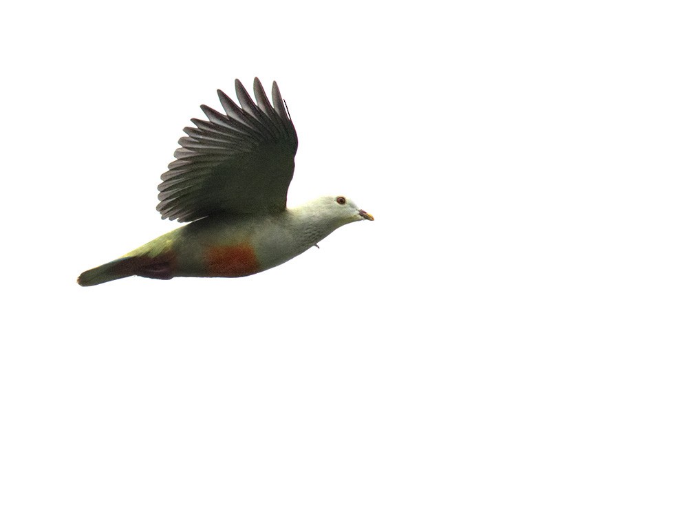 Silver-capped Fruit-Dove - ML205918031