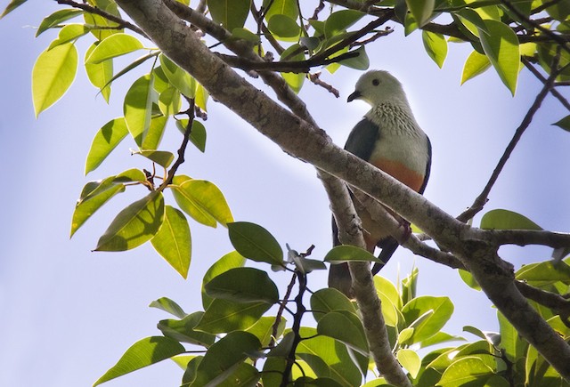 Silver-capped Fruit-Dove