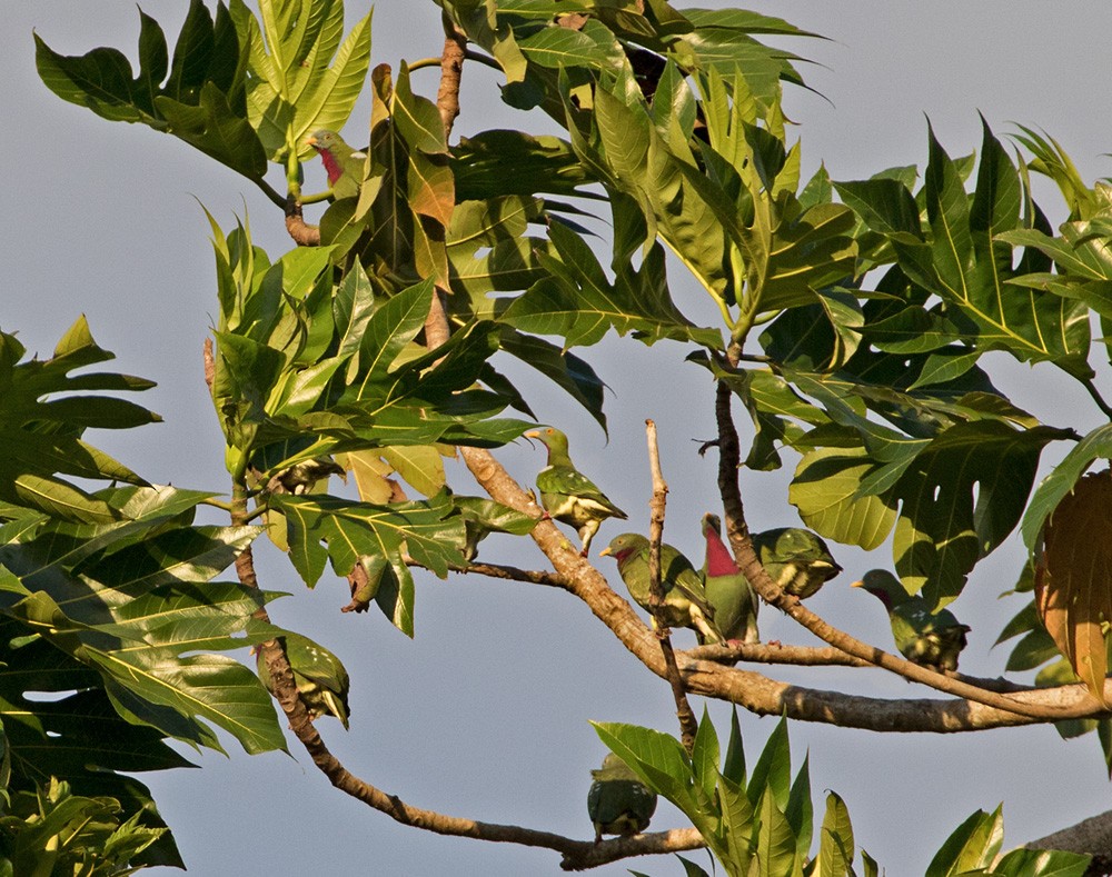Красногрудый фруктовый голубь - ML205918061