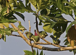 Claret-breasted Fruit-Dove, ML205918071
