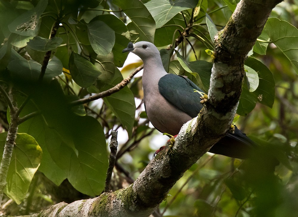 Pacific Imperial-Pigeon - ML205918101