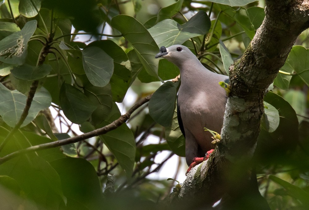 Pacific Imperial-Pigeon - ML205918111