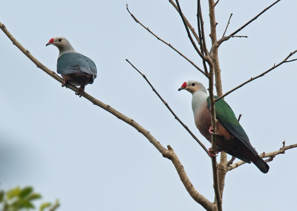 Red-knobbed Imperial-Pigeon (Gray-necked) - ML205918121