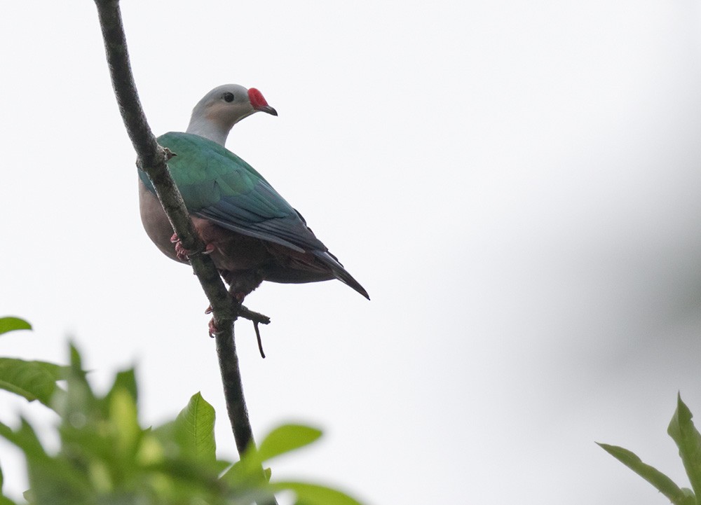 Red-knobbed Imperial-Pigeon (Gray-necked) - ML205918141