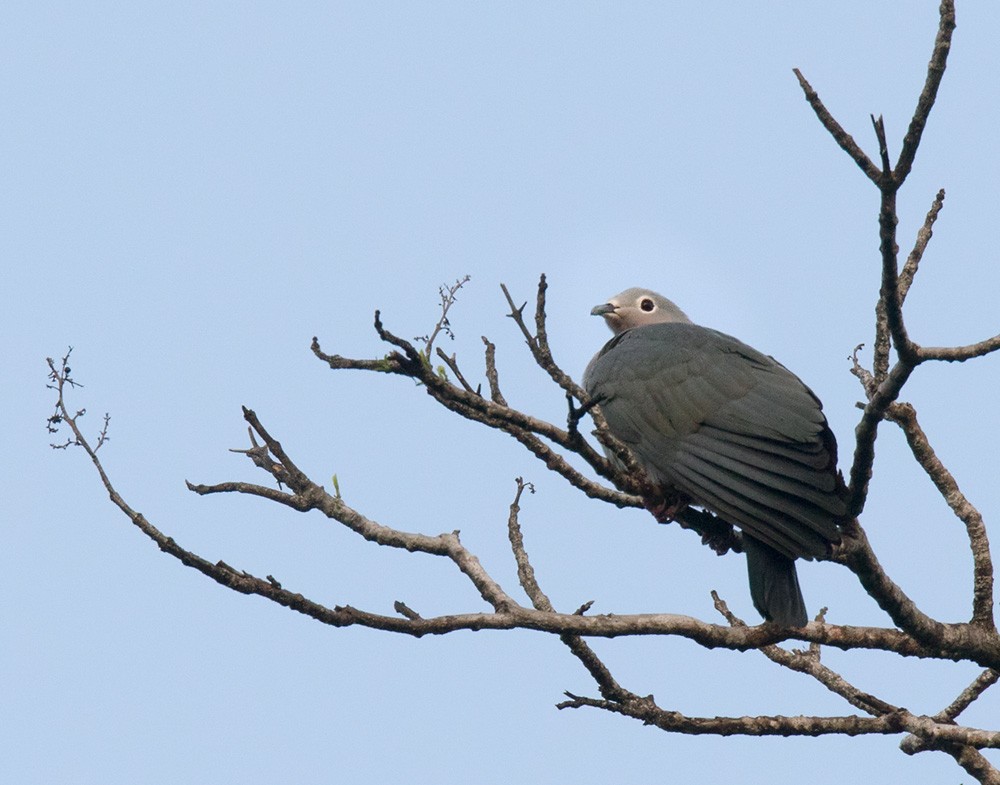 Island Imperial-Pigeon - ML205918161