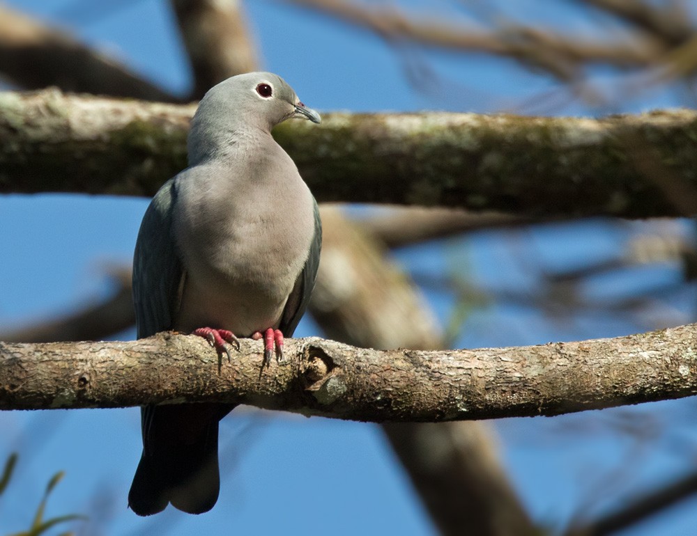 Island Imperial-Pigeon - Lars Petersson | My World of Bird Photography