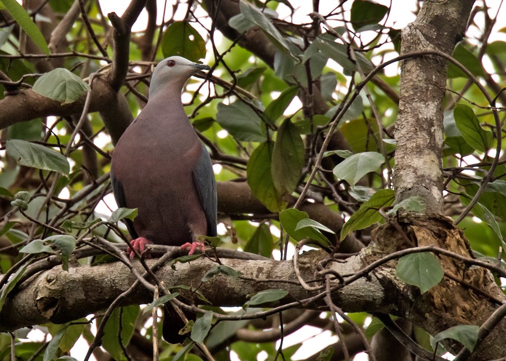 Chestnut-bellied Imperial-Pigeon - Lars Petersson | My World of Bird Photography