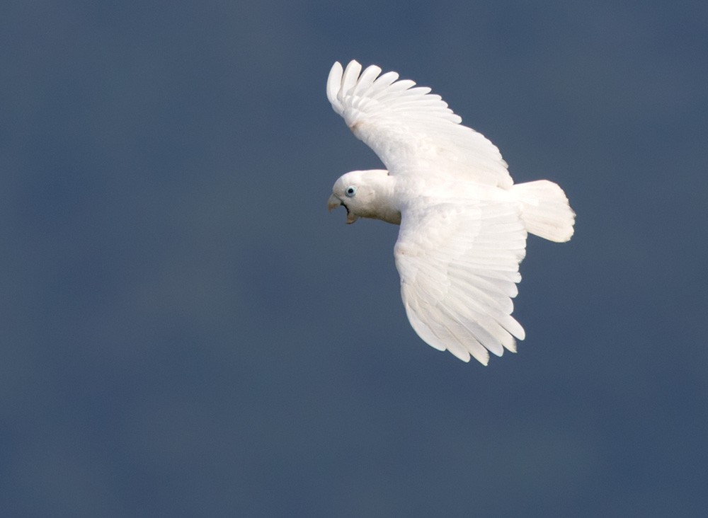 Ducorps's Cockatoo - Lars Petersson | My World of Bird Photography