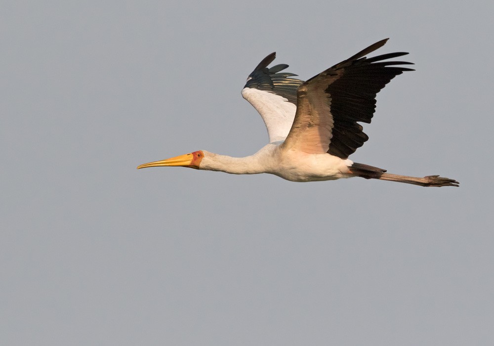 Yellow-billed Stork - ML205918281