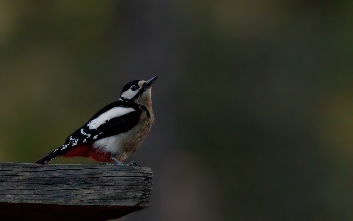 Great Spotted Woodpecker (Canarian) - ML205918381