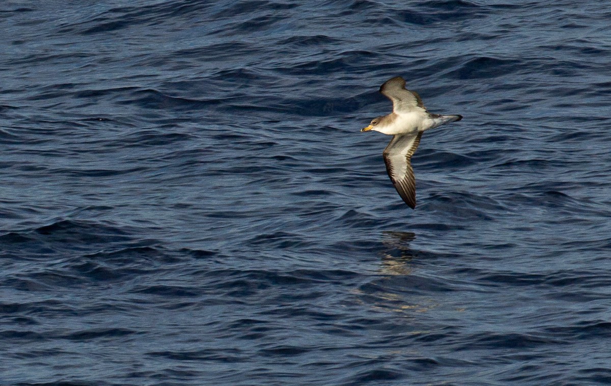 Cory's Shearwater (borealis) - Lars Petersson | My World of Bird Photography