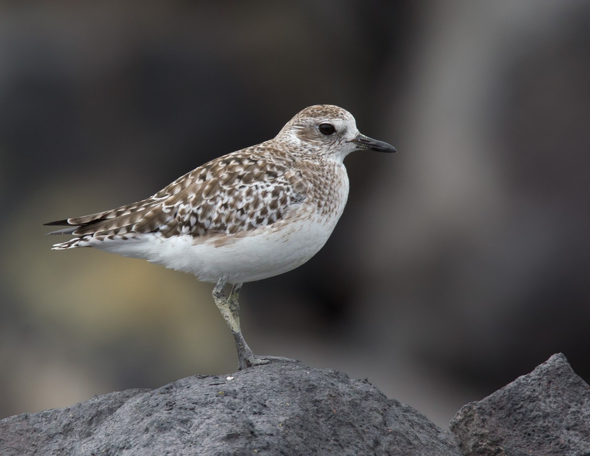 Black-bellied Plover - Lars Petersson | My World of Bird Photography