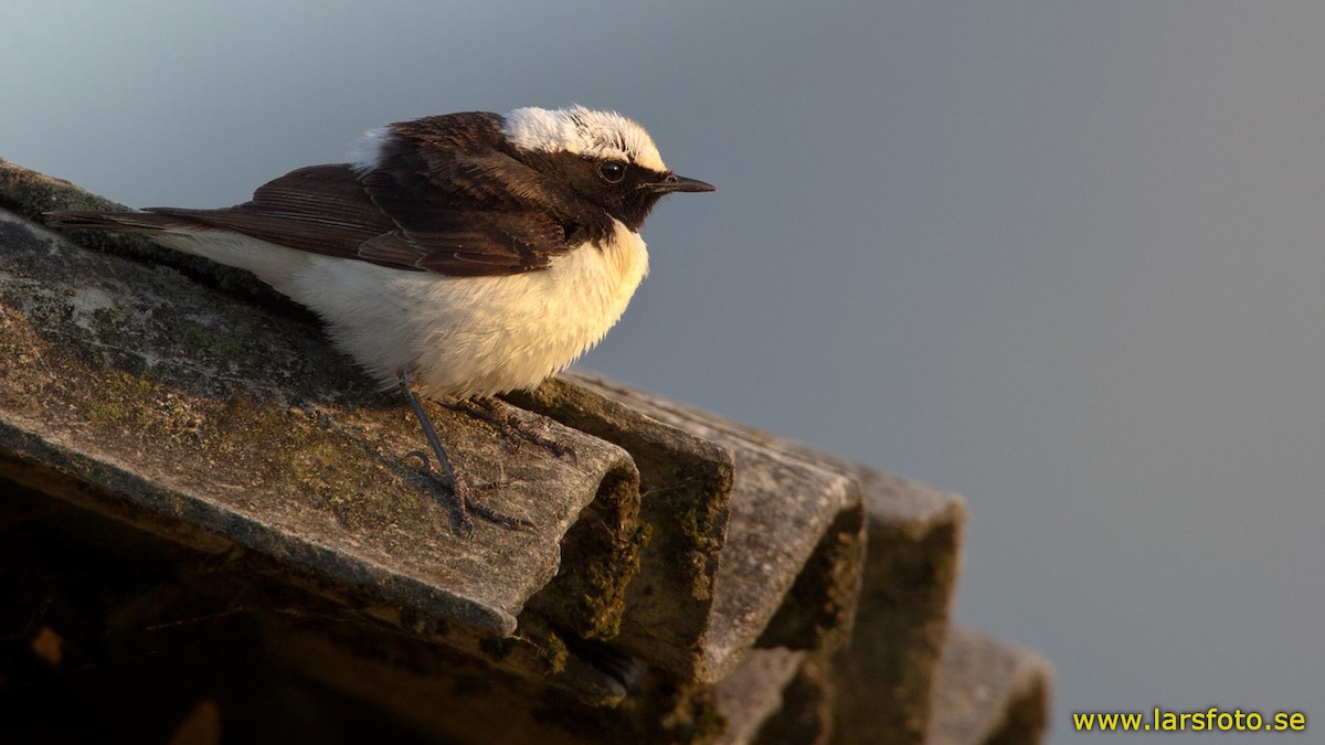 Pied Wheatear - Lars Petersson | My World of Bird Photography