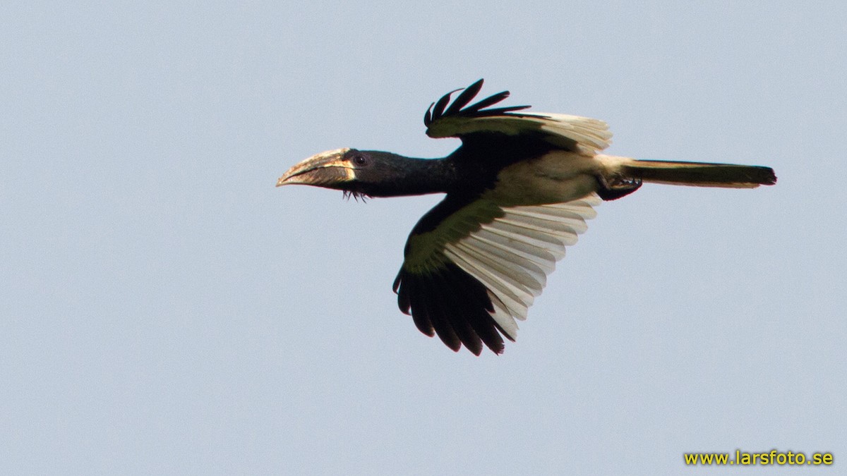 Piping Hornbill (Eastern) - Lars Petersson | My World of Bird Photography