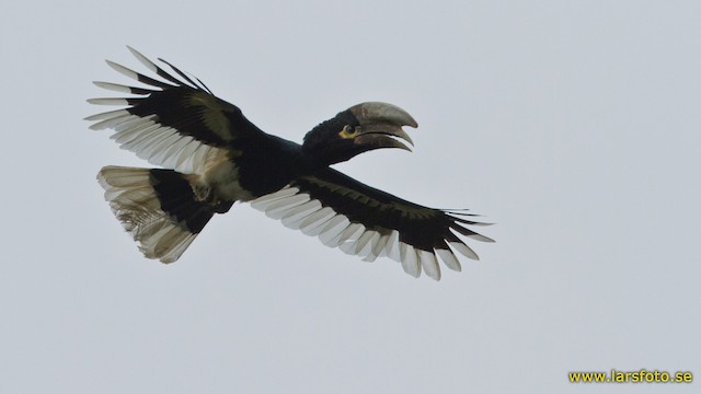 Photos - White-thighed Hornbill - Bycanistes albotibialis - Birds of ...