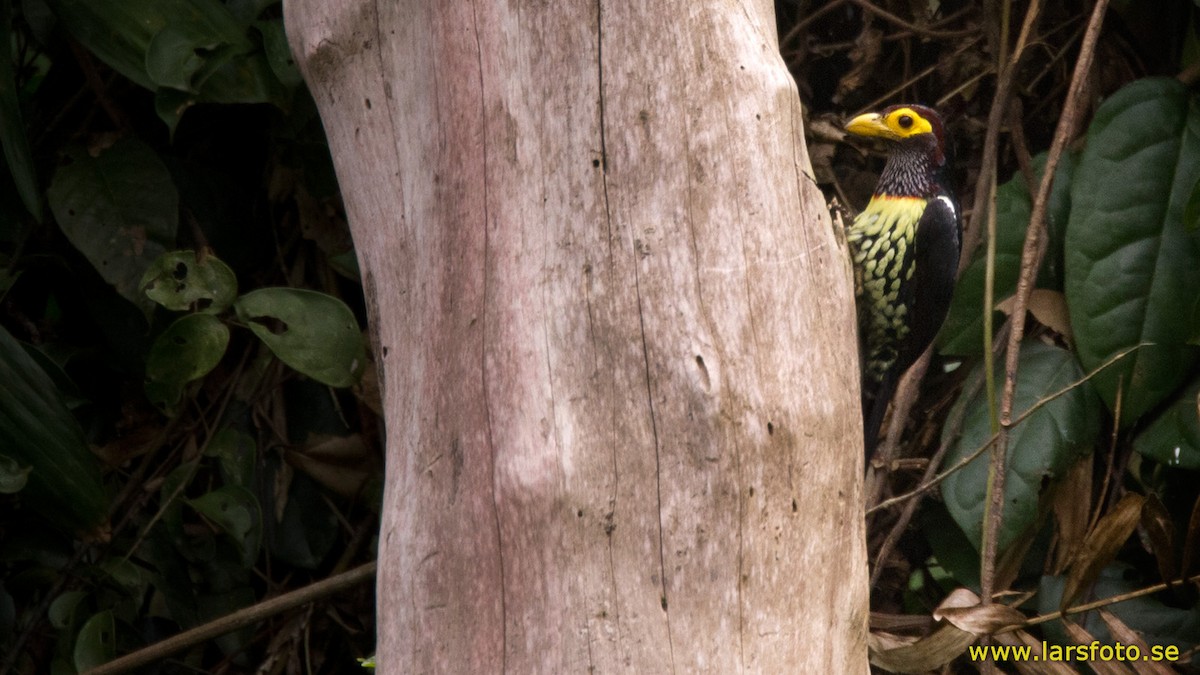 Yellow-billed Barbet (Eastern) - Lars Petersson | My World of Bird Photography