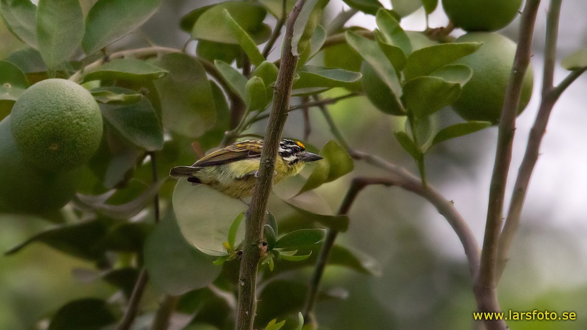 Yellow-fronted Tinkerbird - ML205919001