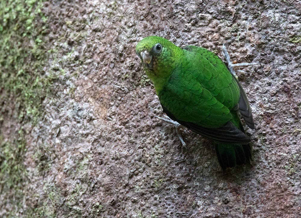 Соломонский карликовый попугайчик - ML205919241
