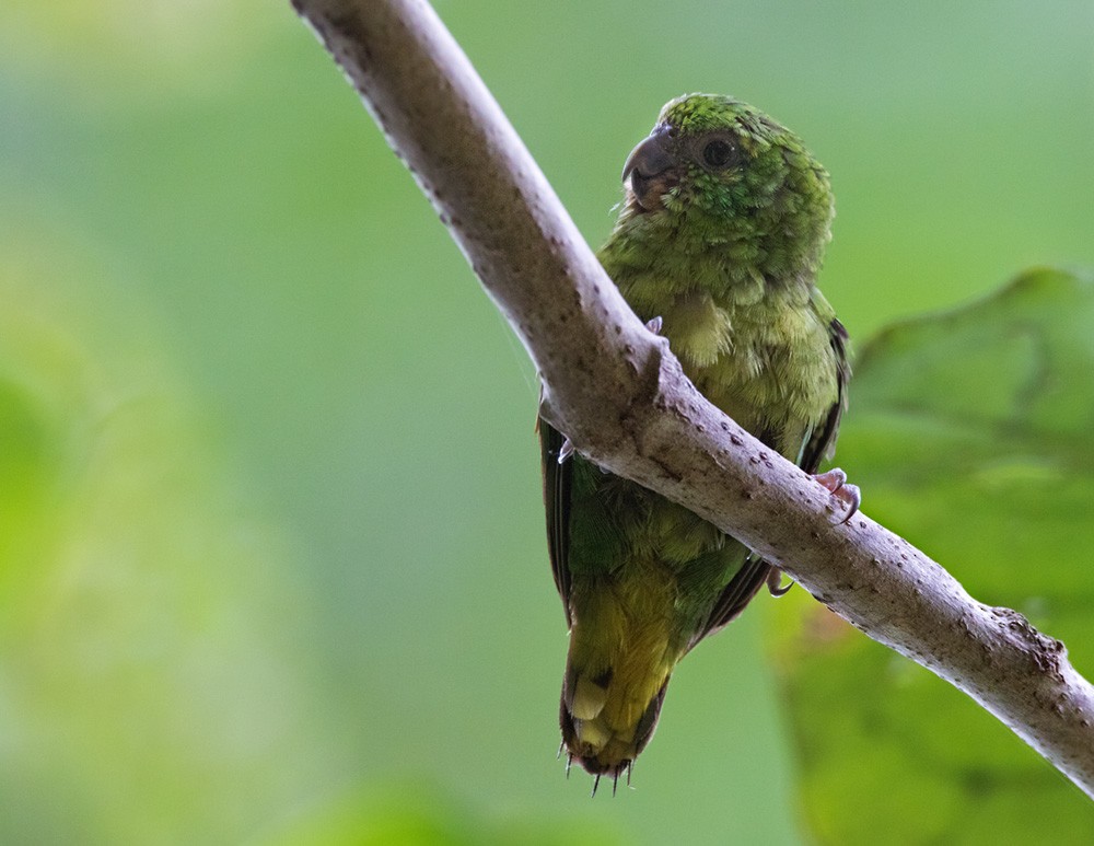 papoušínek zelený - ML205919251