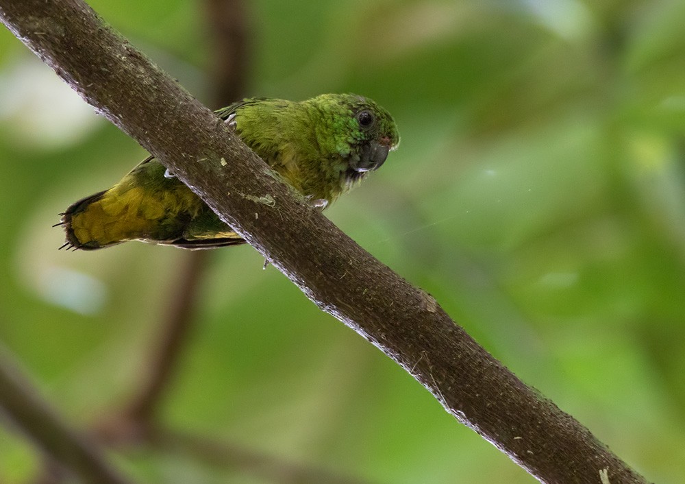 papoušínek zelený - ML205919261