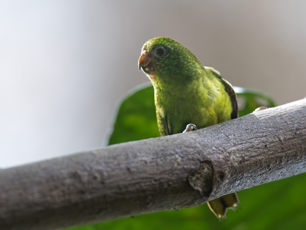 Папужка-пігмей зелений - ML205919271