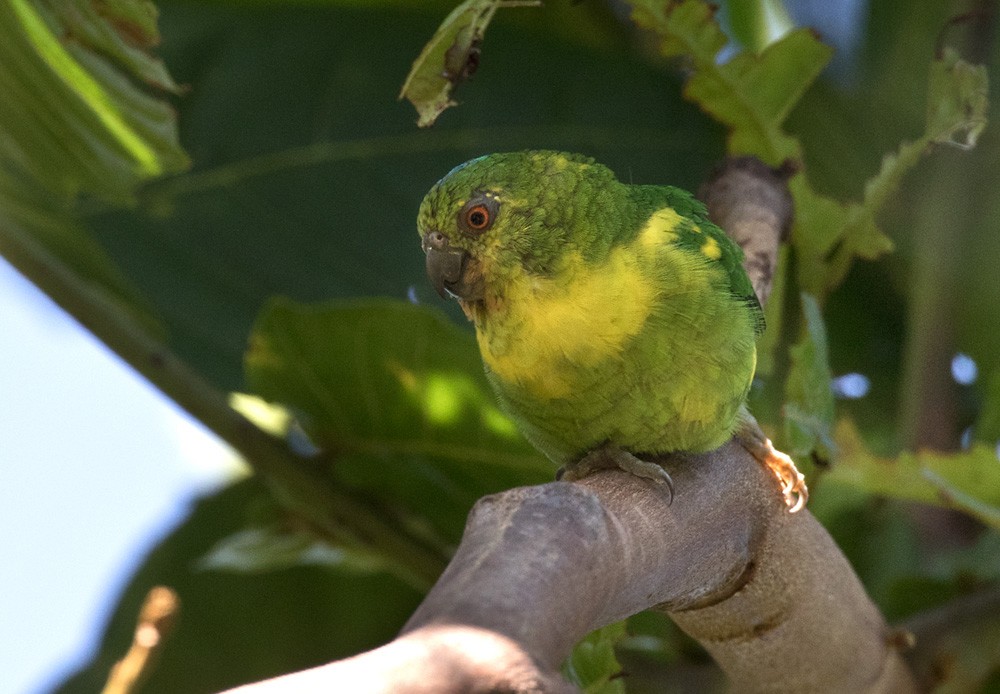 Папужка-пігмей зелений - ML205919281