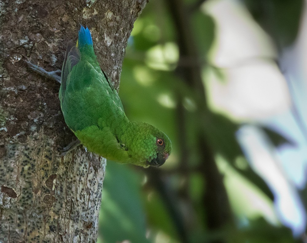 Папужка-пігмей зелений - ML205919291