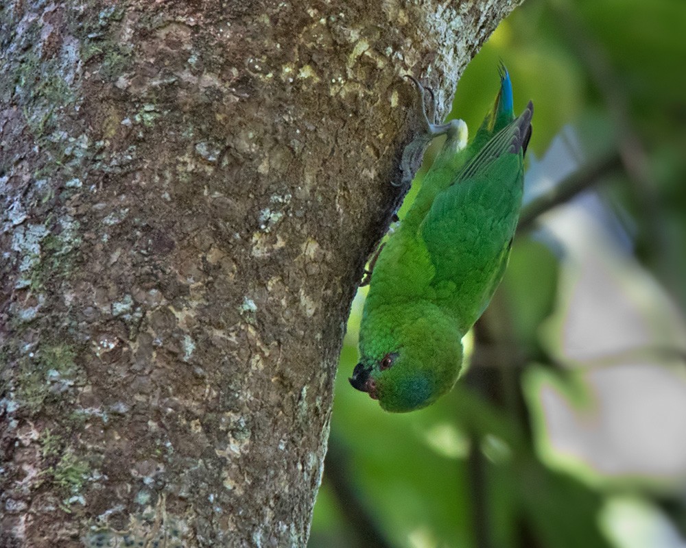 Finsch's Pygmy-Parrot - Lars Petersson | My World of Bird Photography