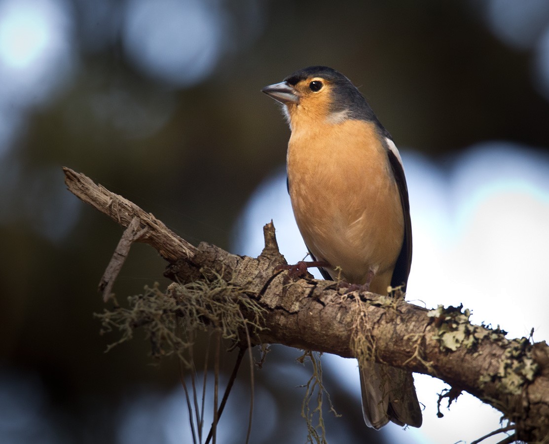 Canary Islands Chaffinch (Canary Is.) - Lars Petersson | My World of Bird Photography