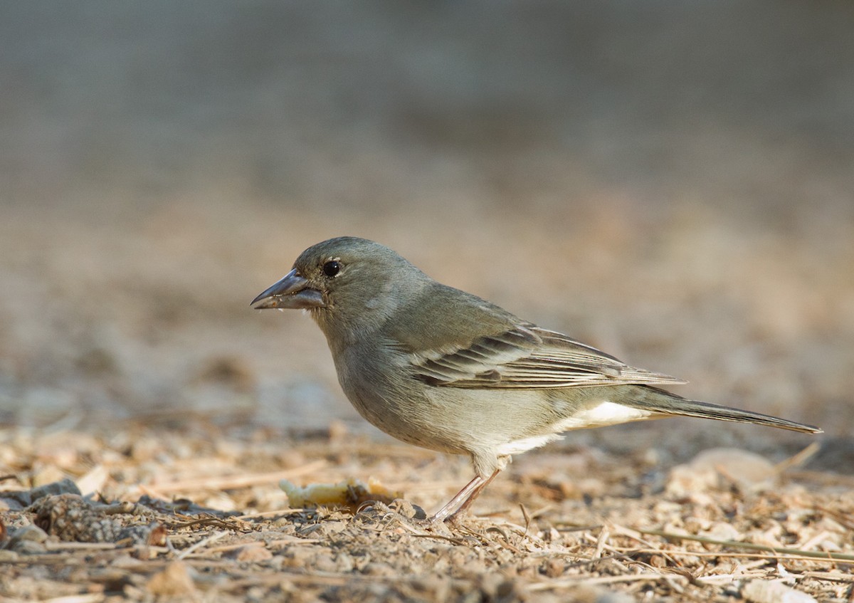 Tenerife Blue Chaffinch - Lars Petersson | My World of Bird Photography