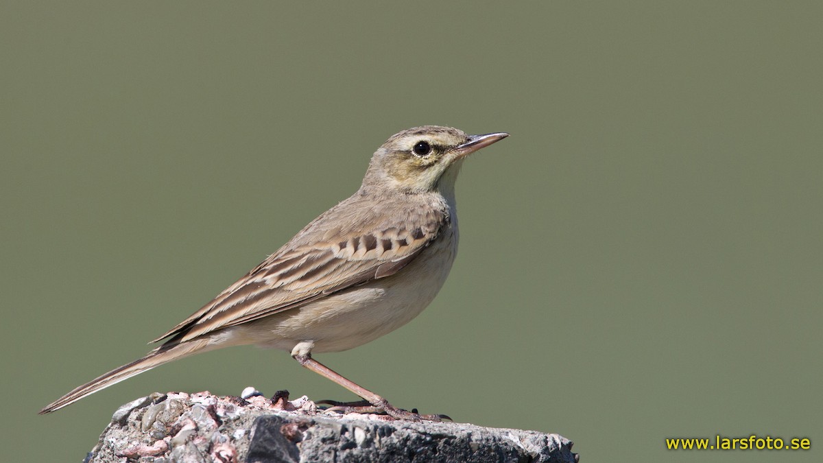 Tawny Pipit - Lars Petersson | My World of Bird Photography