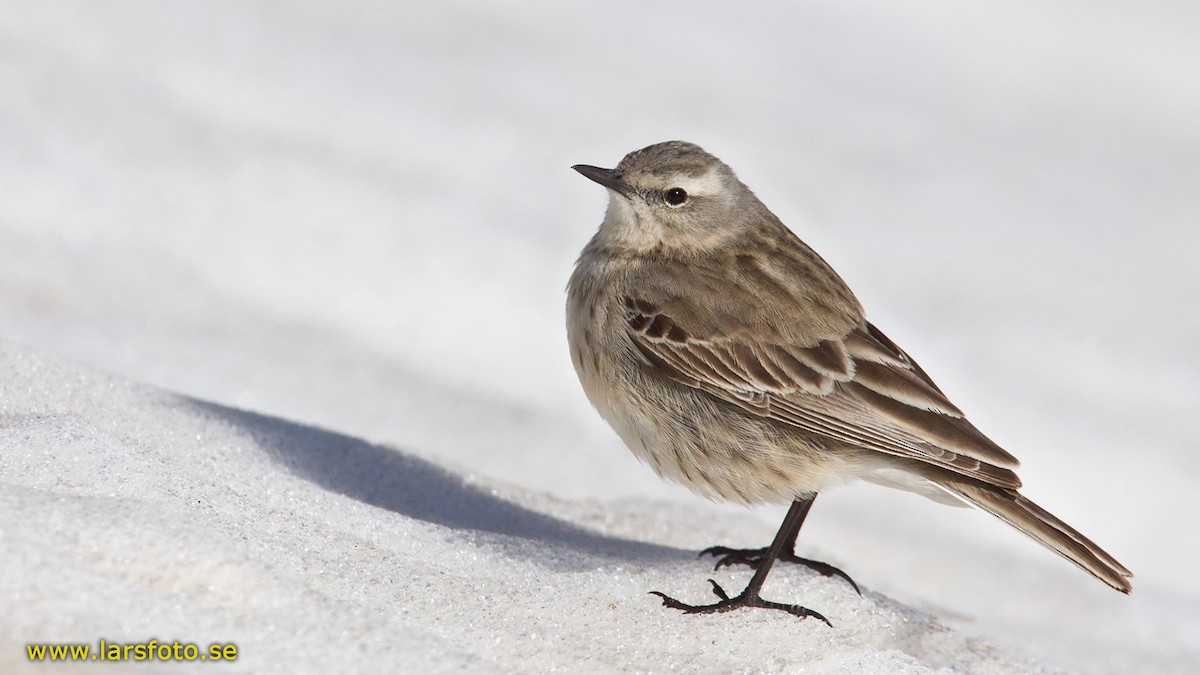 Water Pipit (Caucasian) - Lars Petersson | My World of Bird Photography