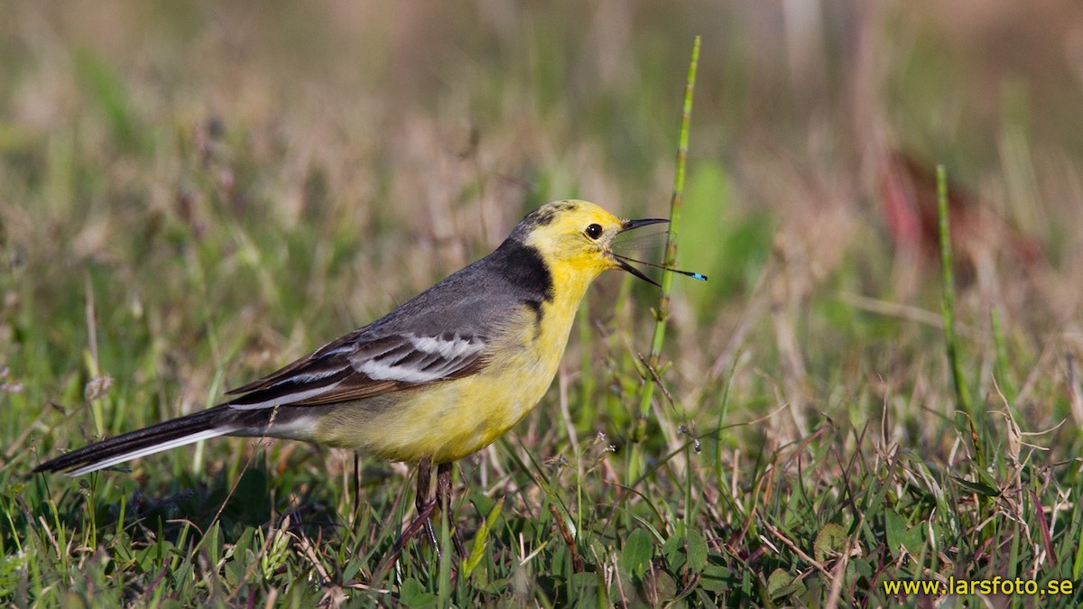 Citrine Wagtail - Lars Petersson | My World of Bird Photography