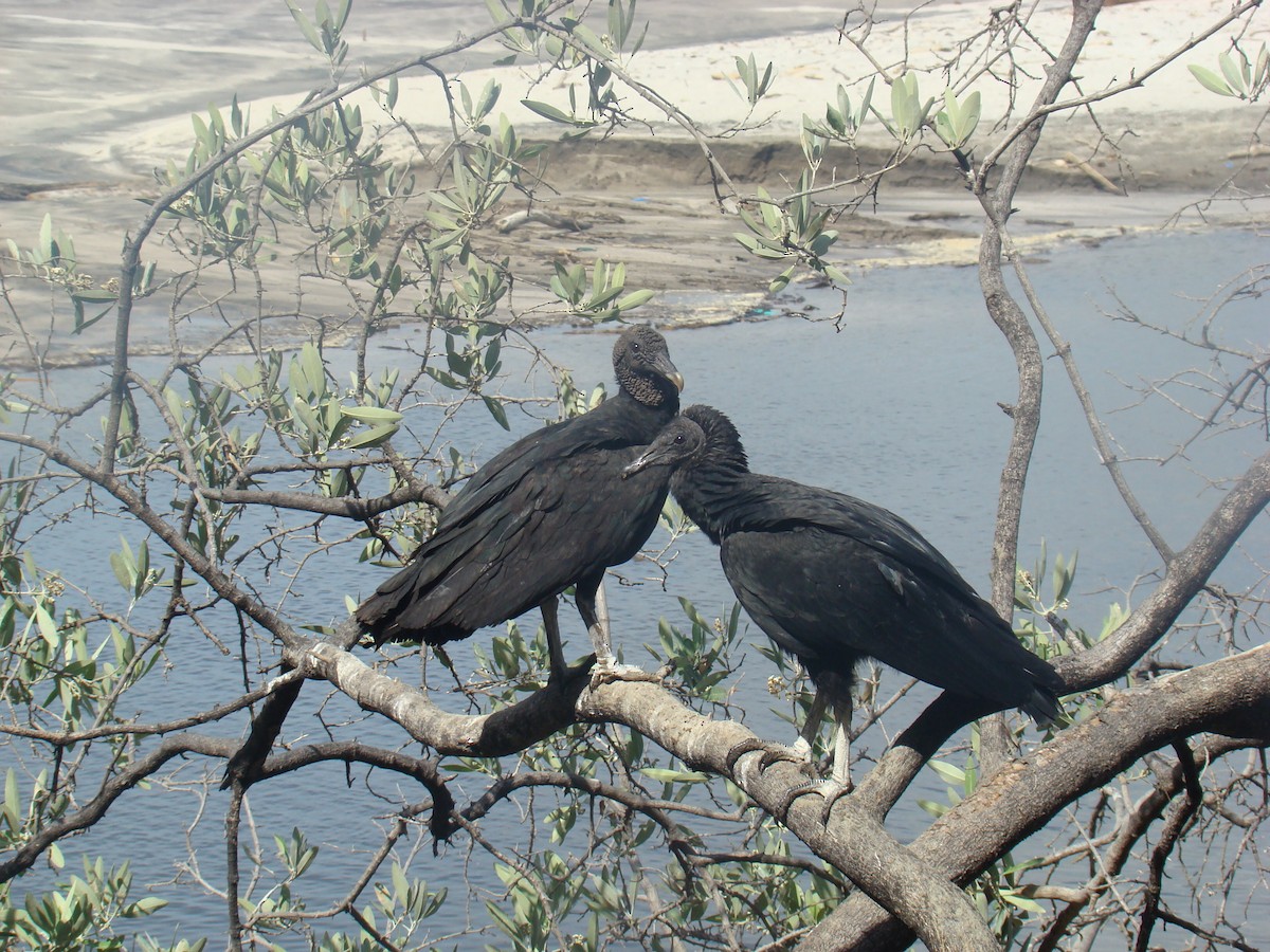 Black Vulture - ML205920131
