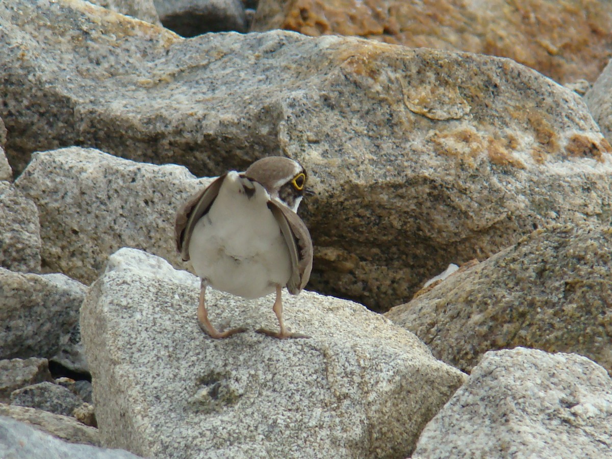 Little Ringed Plover (curonicus) - Hector Ceballos-Lascurain