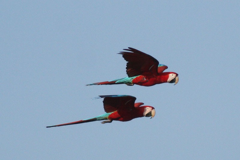 Red-and-green Macaw - ML205920631