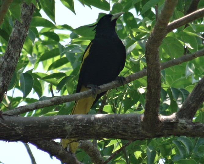 Yellow-winged Cacique - Angie Trumbo