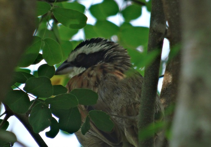 Stripe-headed Sparrow - Angie Trumbo