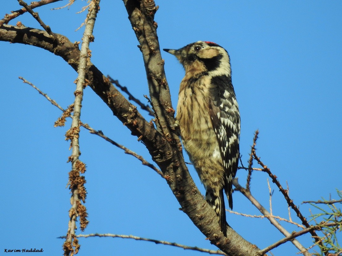 Lesser Spotted Woodpecker - Karim Haddad