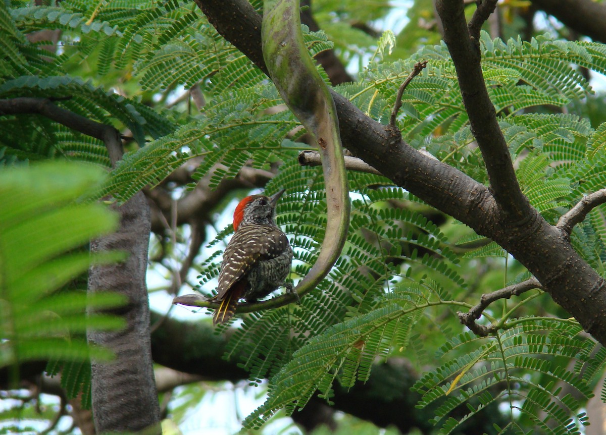 Cardinal Woodpecker - ML205921821