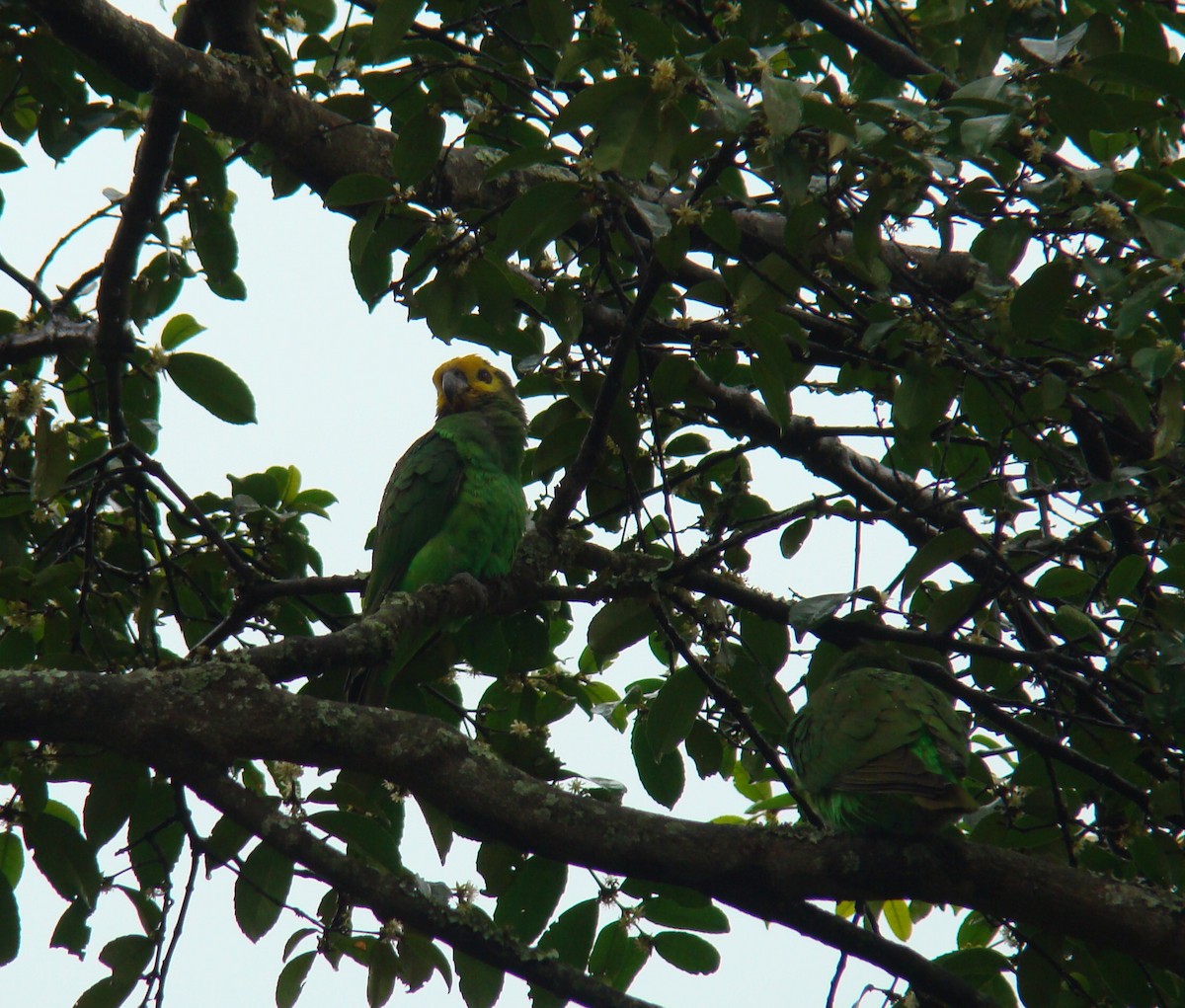 Yellow-fronted Parrot - Hector Ceballos-Lascurain