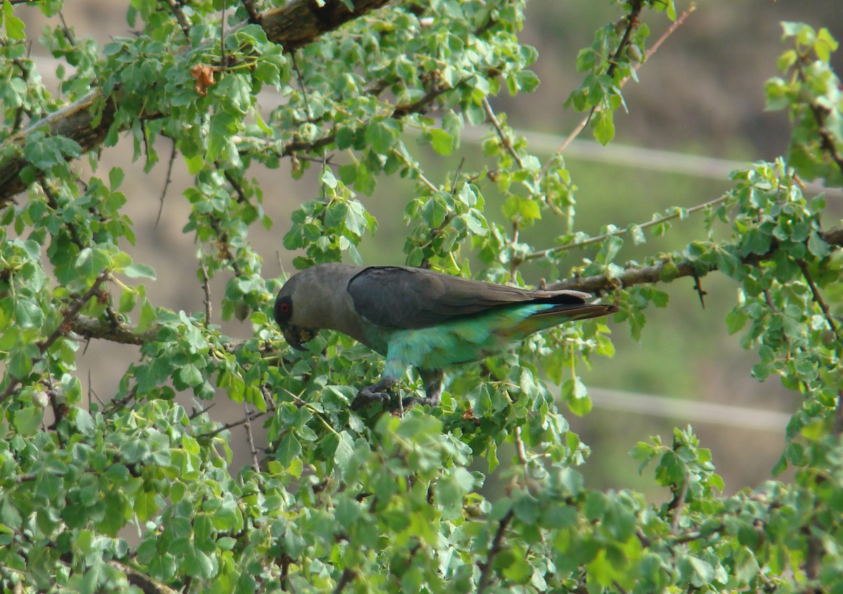 Red-bellied Parrot - ML205921901