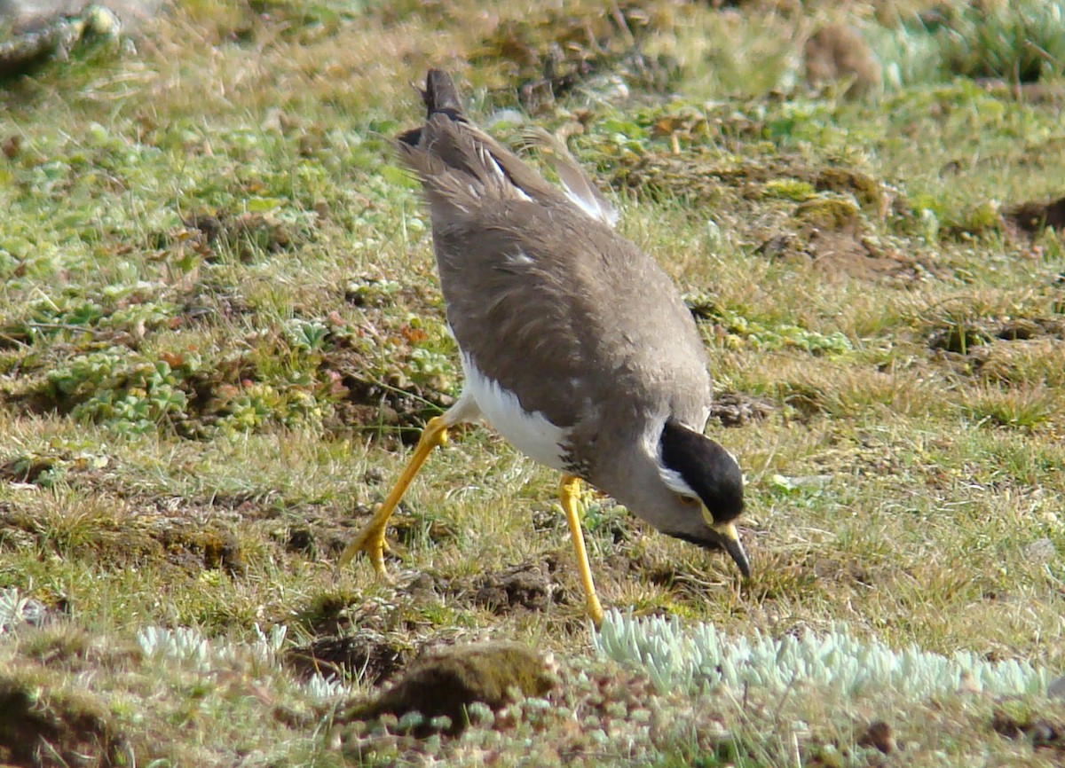 Spot-breasted Lapwing - ML205922061