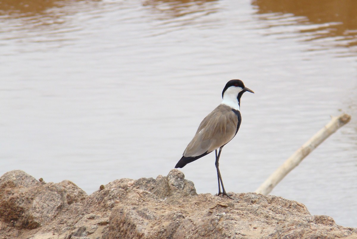 Spur-winged Lapwing - Hector Ceballos-Lascurain